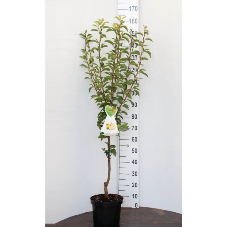 Birnebaum 'Bonne Louise d'Avranches'