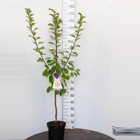 Pflaumenstrauch 'Opal'