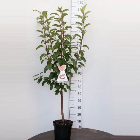 Apfelstrauch 'Gala'