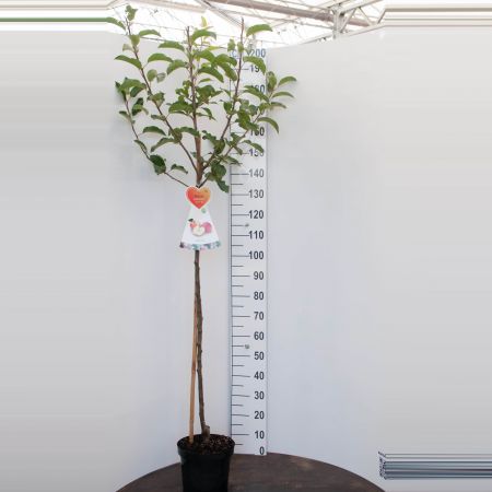 Halbstamm- Apfelbaum 'Golden Delicious'