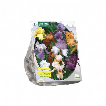 Iris Germanica Mischung pro 3