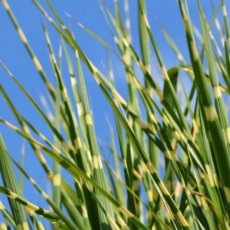 Chinaschilf 'Little Zebra'