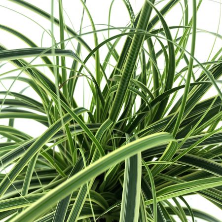 Segge 'Feather Falls'