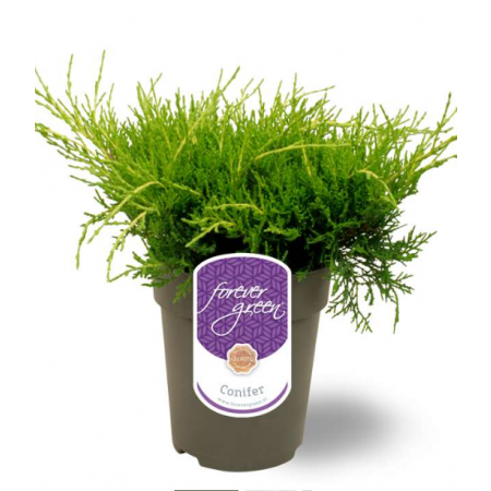 Gelber Pfitzerwacholder 'Old Gold'