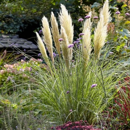 Kleines Pampasgras 'Pumila'