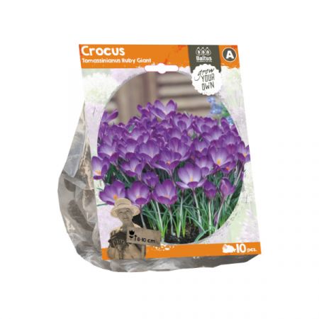 Crocus tomassinianus Ruby Giant (sp) pro 10 Stück