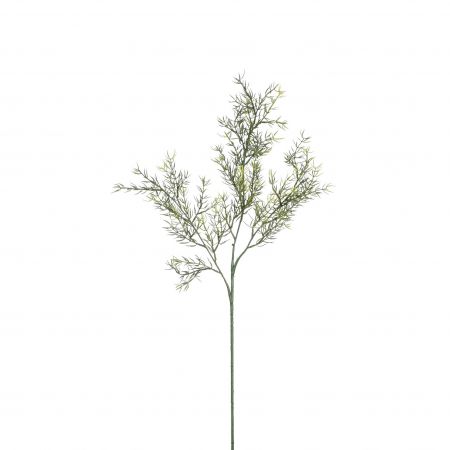 Asparagus zweig grün - L66cm