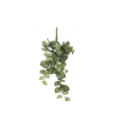 Peperomia hängend mit grünem Fell – L58xB20xH14cm