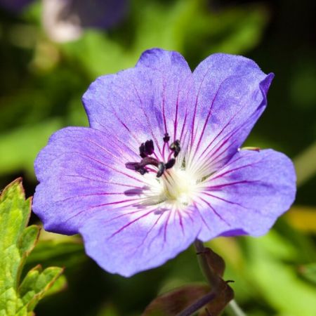 Geranium 'Rozanne'