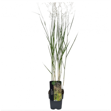 Garten-Ruten-Hirse 'Buffalo Green' 