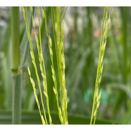 Rutenhirse 'Northwind'