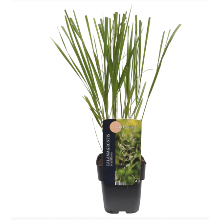 Reitgras 'Karl Foerster'