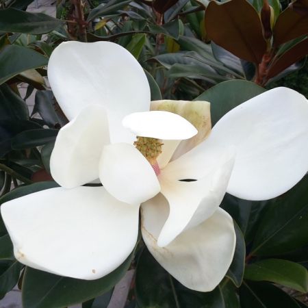 Magnolie 'Little Gem'