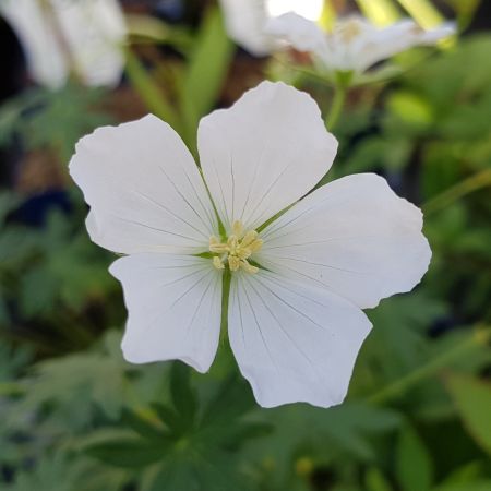 Geranium sanguineum 'Album'
