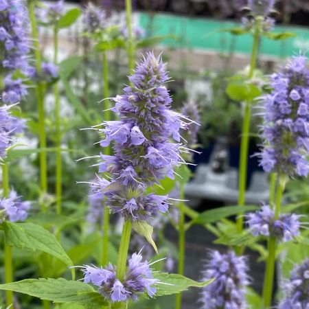 Duftnessel 'Blue Fortune'
