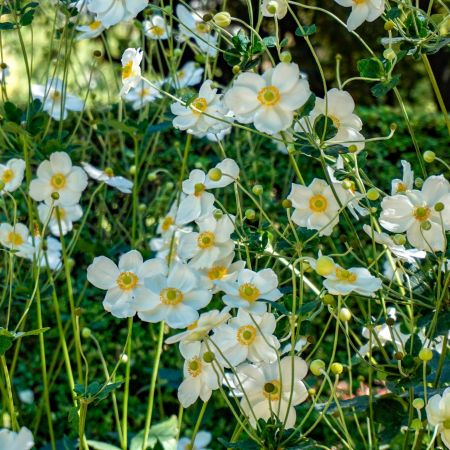 Herbstanemone 'Honorine Jobert'