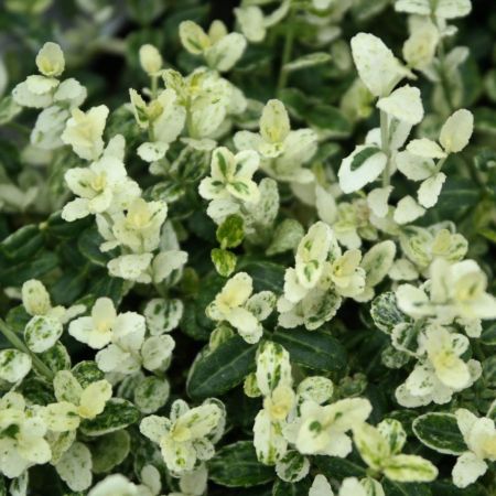 Japanischer Kardinalhut 'Silverstone'