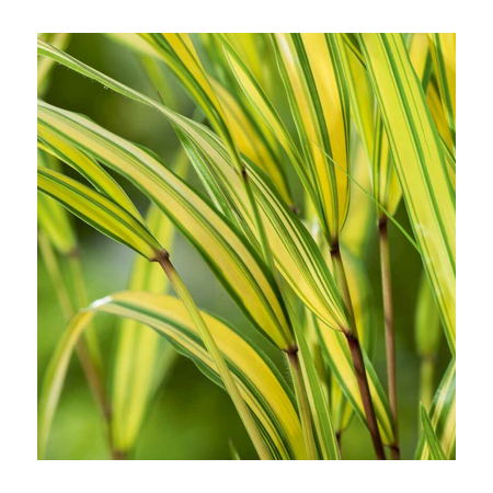 Goldbandgras 'Aureola'