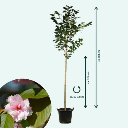 Japanische Nelkenkirsche 'Kanzan' Laubbaum