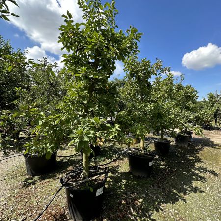 Alter Apfelbaum 'Roter Boskoop'