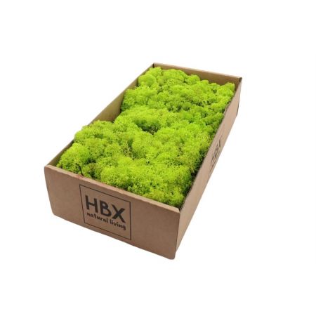 Moss Reindeer 500g May Green