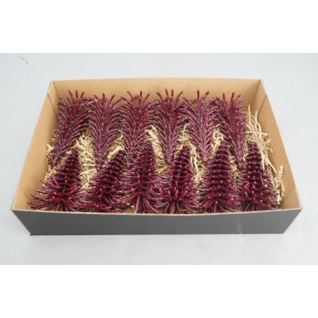 Tree Picea Wax W9H17 Burgundy