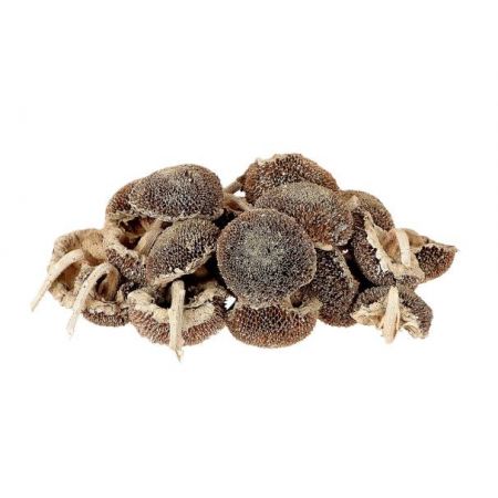 Heads Sunflower 25 Pcs White Wash