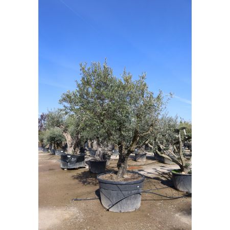 Olivenbaum Bonsai