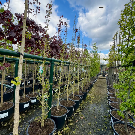 Säulenförmiger Japanischer Ginkgobaum