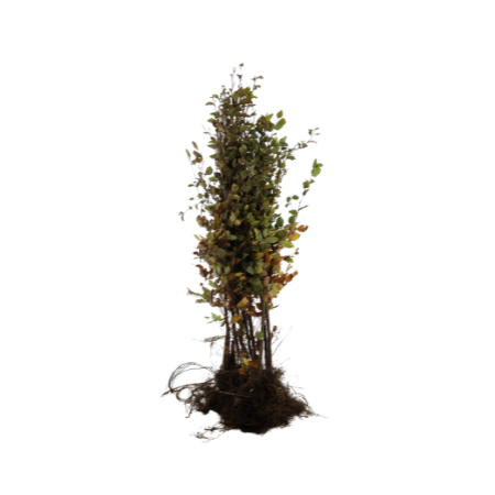 Rotbuche 125-150 cm WG