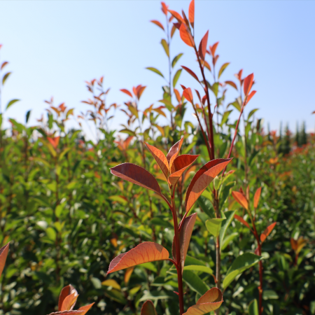 Glanzmispel 'Red Robin'