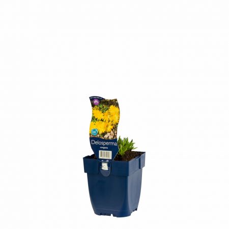 Gedrängte Mittagsblume