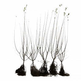 philodendron thai Philodendron Thai Sunrise
