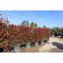 Auf der Suche nach Glanzmispel 'Robusta Compacta' 120x90 cm? Budgetplant!