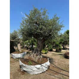 hornspäne olivenbaum Olivenbaum Erde 🪴 Die richtige Erde für mediterrane Pflanzen main image 0