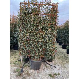 Auf der Suche nach Glanzmispel 'Red Robin' Fertighecke? Budgetplant!