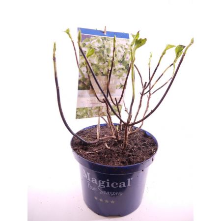 Hortensie 'Magical Noblesse'
