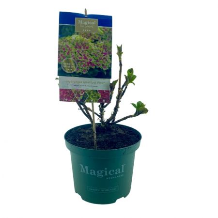 Hortensie Magical Amethyst pink