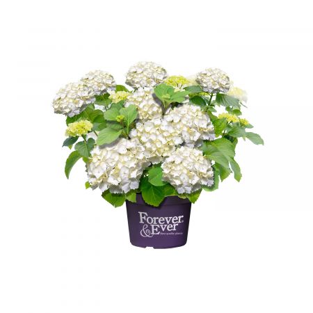 Hortensia 'Forever & Ever Weiss'