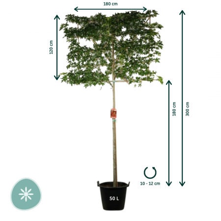 Amberboom 'Worplesdon'