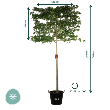 Amberaum Worplesdon' Spalierbaum