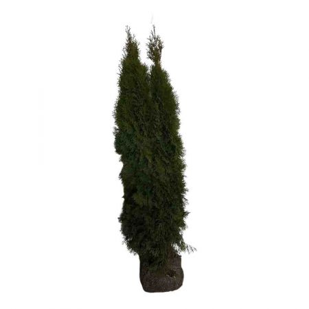 Lebensbaum 'Smaragd' 140-160 cm 