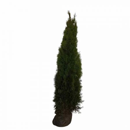 Lebensbaum 'Smaragd' 160-180 cm