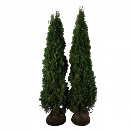 Lebensbaum 'Smaragd' 180-200 cm