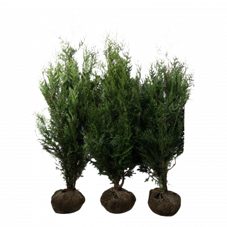 Riesen Lebensbaum 'Atrovirens' 160-180 cm