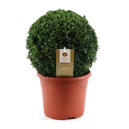 Buxus sempervirens