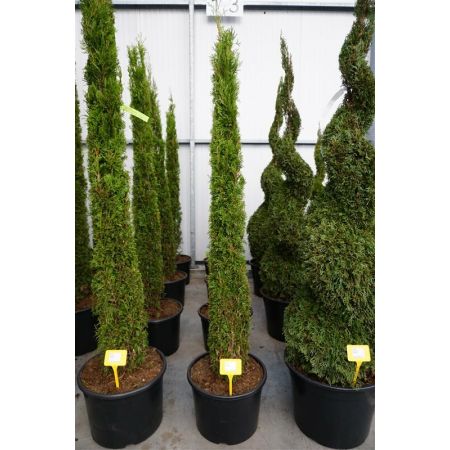 Lebensbaum 'Smaragd' Kegel 150-175cm