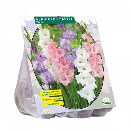 Gladiolus Pastel Mix pro 15