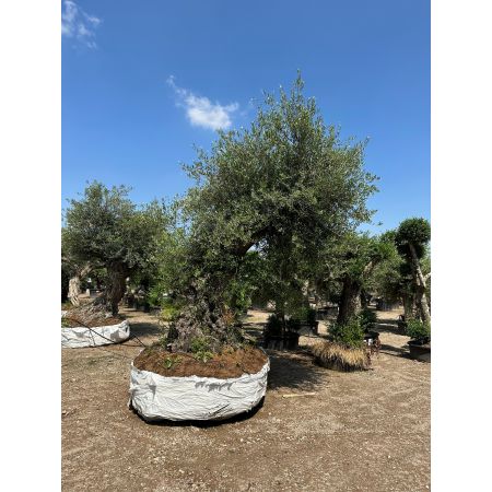 Olivenbaum 'Lechin'