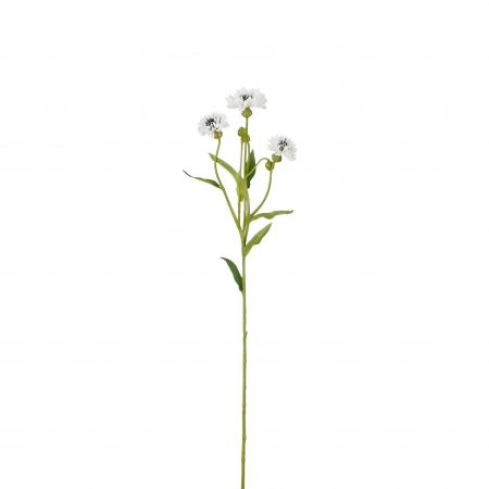 Kornblumen weiß – L62cm